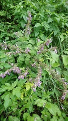 Salvia bowleyana