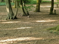 Sciurus carolinensis