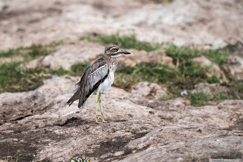 iNaturalist image