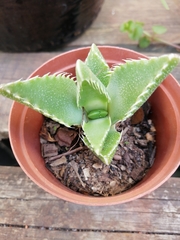 Faucaria