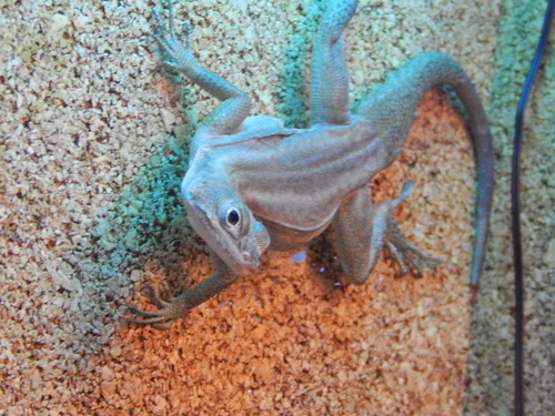 Anzamala Madagascar Swift, Oplurus fierinensis