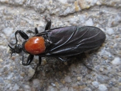 Bibio rufiventris
