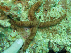 Ophidiaster duncani