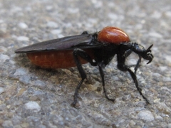 Bibio rufiventris