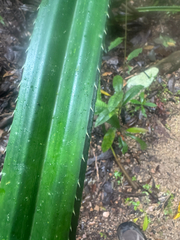 Pandanus gemmifer, photograph (c) Ian Dickie, some rights reserved (CC BY)