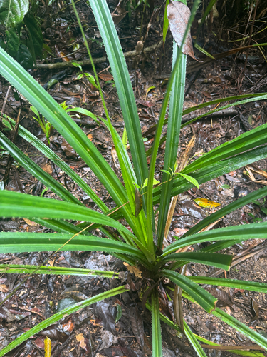 Pandanus gemmifer, photograph 1