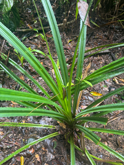 Pandanus gemmifer, photograph (c) Ian Dickie, some rights reserved (CC BY)