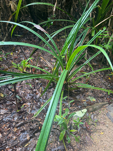 Pandanus gemmifer, photograph 3