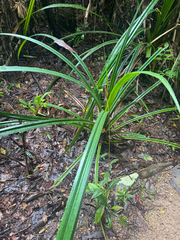 Pandanus gemmifer, photograph (c) Ian Dickie, some rights reserved (CC BY)