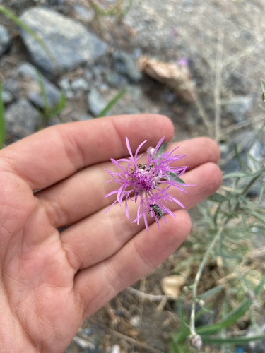 spotted knapweed
