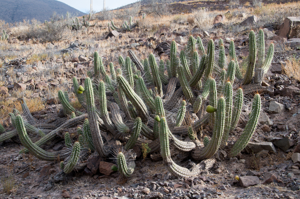 Eulychnia vallenarensis