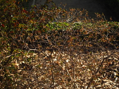 Rhododendron kaempferi