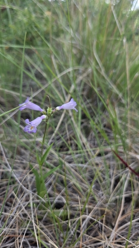 Penstemon gracilis, photograph 1