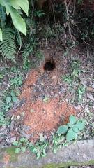 Manis pentadactyla pentadactyla