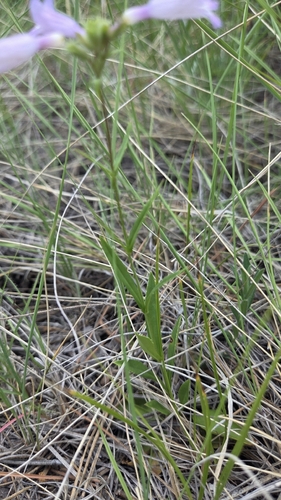 Penstemon gracilis, photograph 2