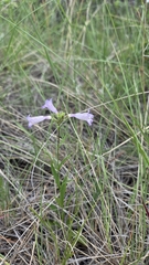 author not stated, no rights reserved Penstemon gracilis, photograph author not stated, no rights reserved