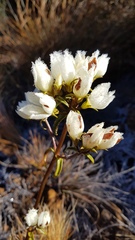 Gentianella stellata