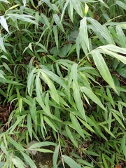 Microstegium ciliatum