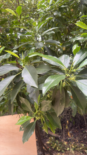 Bruguiera cylindrica