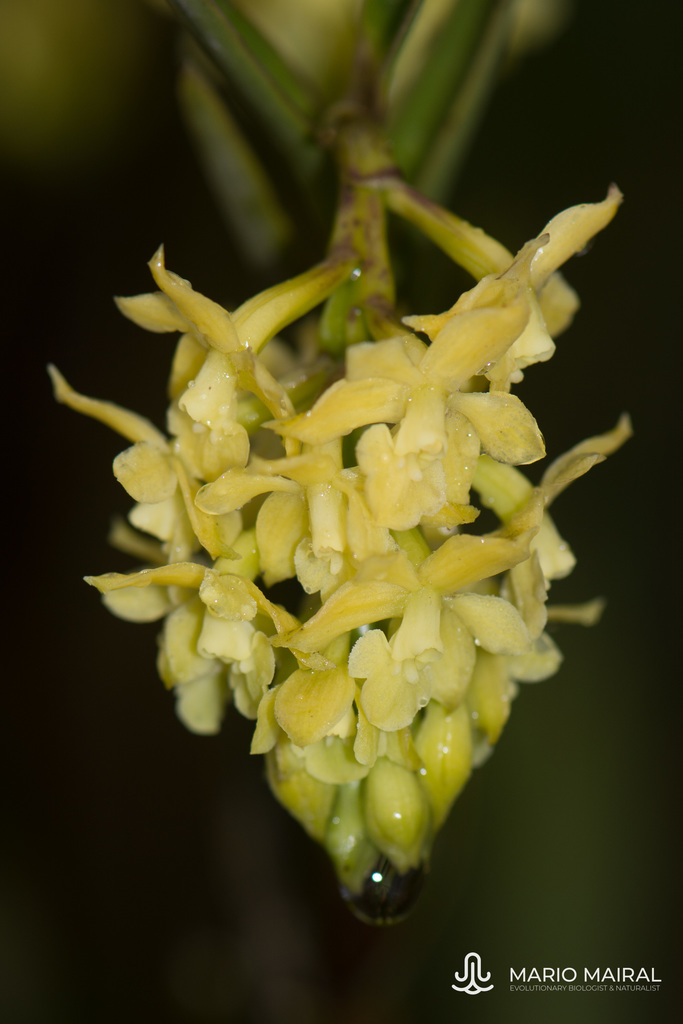 Zipaquirá Orchid