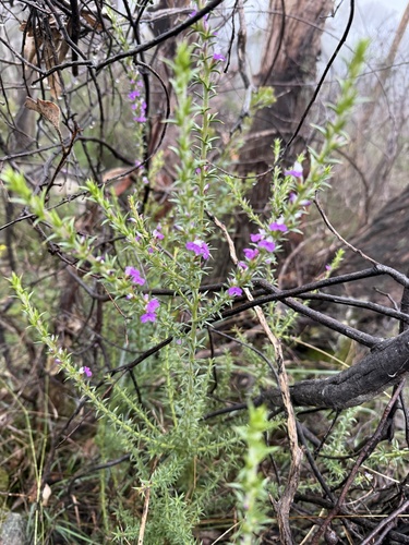 Prickly Purplegorse