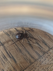 Steatoda grossa
