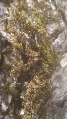 Leucodon andrewsianus