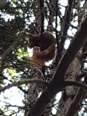 Sciurus vulgaris