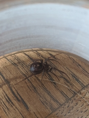 Steatoda grossa