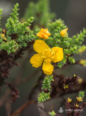 Hypericum goyanesii