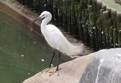 Egretta garzetta