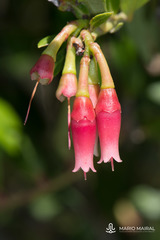 Macleania