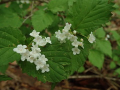 Viburnum phlebotrichum