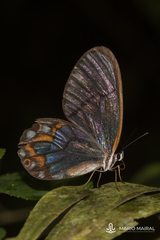 Pseudohaetera hypaesia