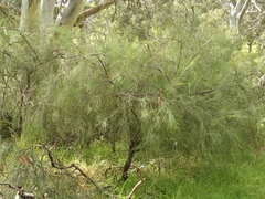 Exocarpos cupressiformis