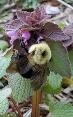 Bombus bimaculatus