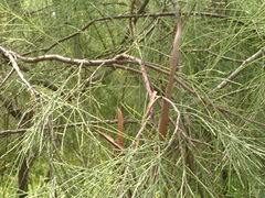 Exocarpos cupressiformis