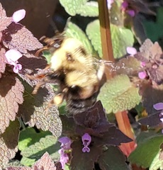 Bombus bimaculatus