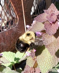 Bombus bimaculatus
