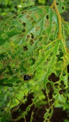 Agomadaranus