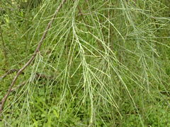 Exocarpos cupressiformis