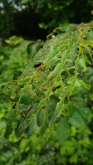 Agomadaranus