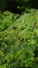 Agomadaranus