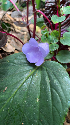Gloxinia perennis observed 2026-07-11