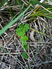 (c) Lucas Christofides, some rights reserved (CC BY) Hydrocotyle laxiflora, photograph (c) Lucas Christofides, some rights reserved (CC BY)