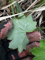(c) Lucas Christofides, some rights reserved (CC BY) Hydrocotyle laxiflora, photograph (c) Lucas Christofides, some rights reserved (CC BY)