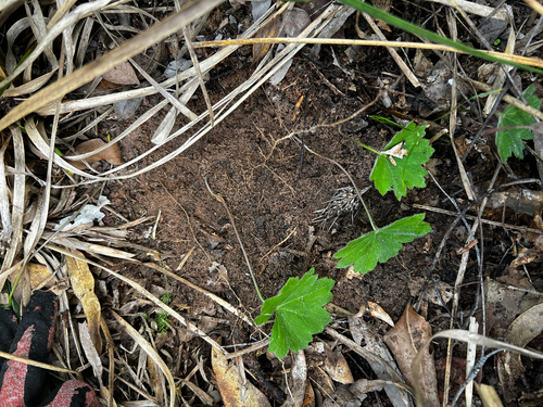 Hydrocotyle laxiflora, photograph 6