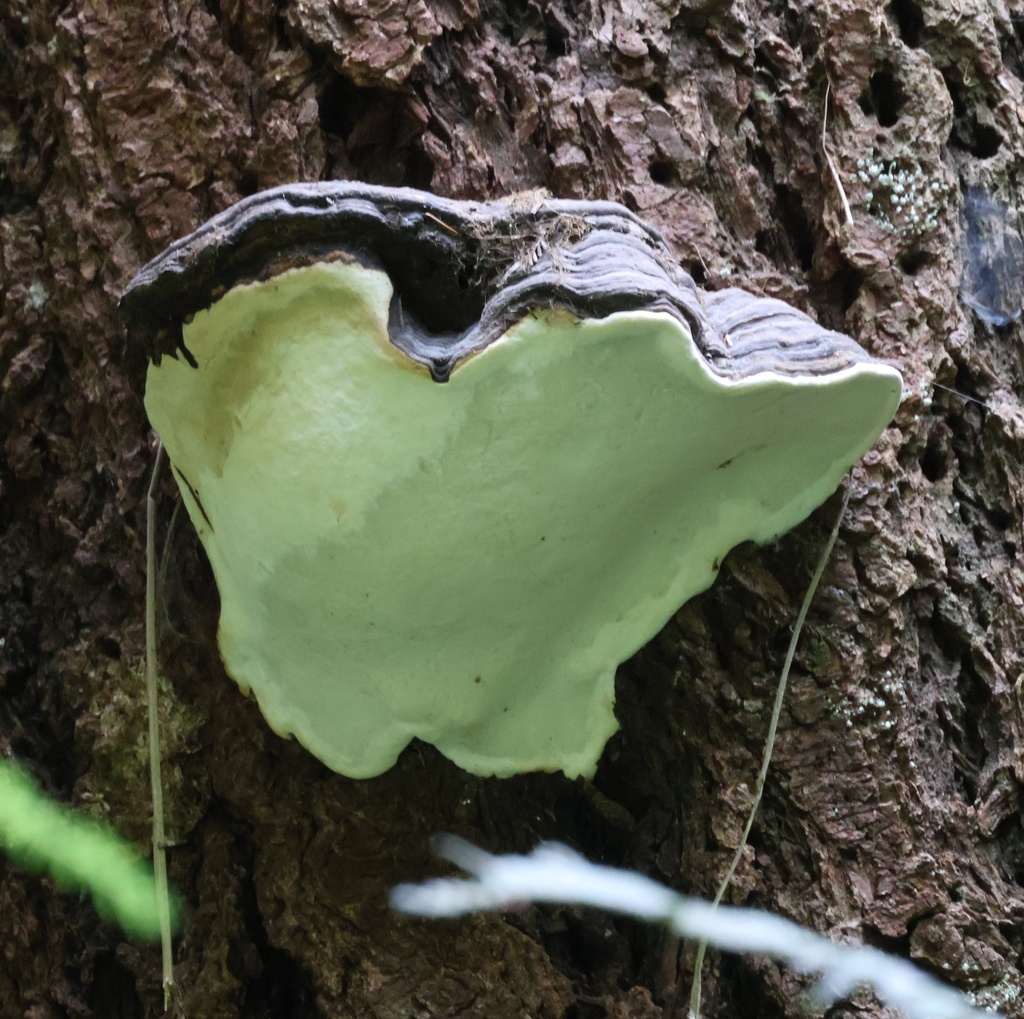 Ochre-banded Conk · July 2026 · photo: Photo: (c) Eric Austin, some rights reserved (CC BY) · iNaturalist