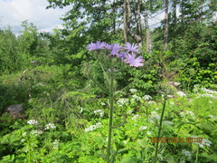 Cicerbita macrophylla uralensis