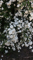Spiraea × vanhouttei